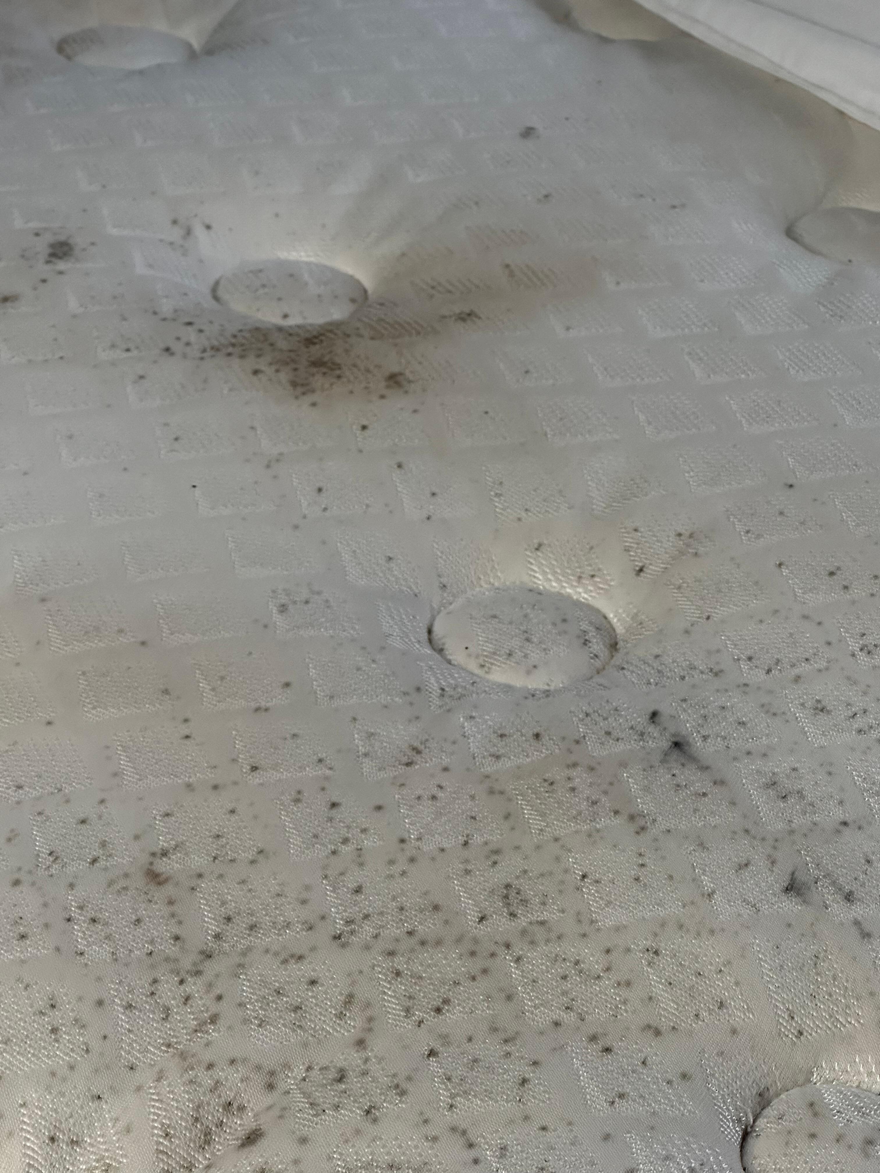 Just mold