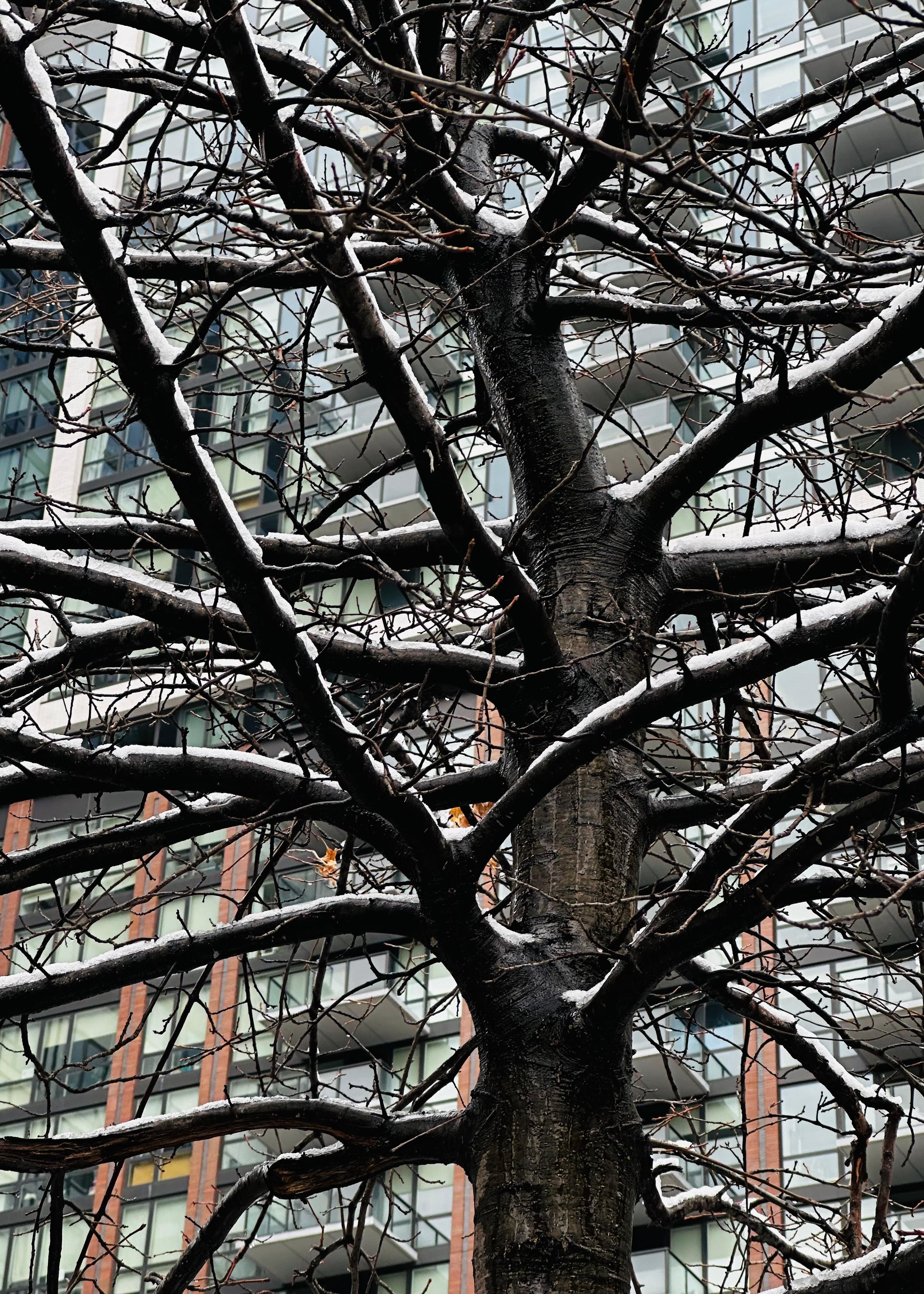 A tree dusted in snow