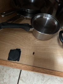 Roach, trap inside the pan cabinet