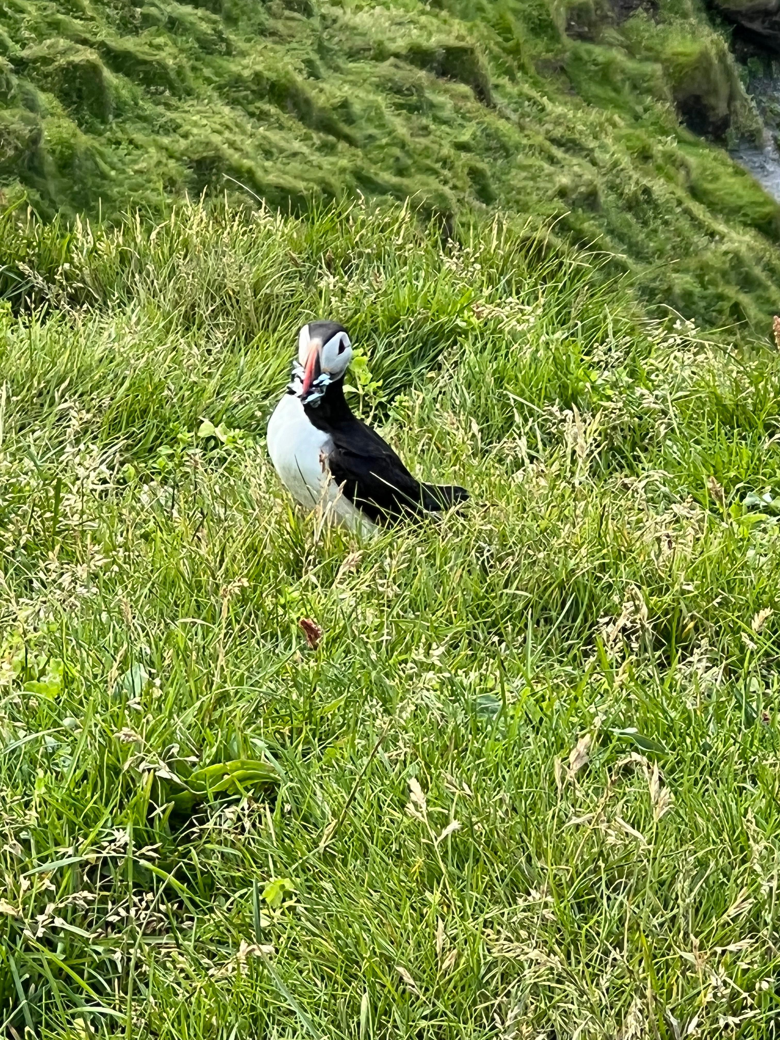 Best puffin viewing is 10 minutes away