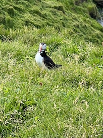 Best puffin viewing is 10 minutes away