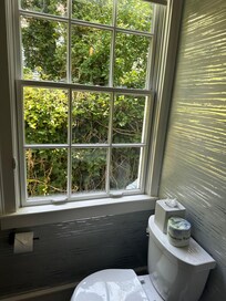 The ivy wall outside my bathroom window