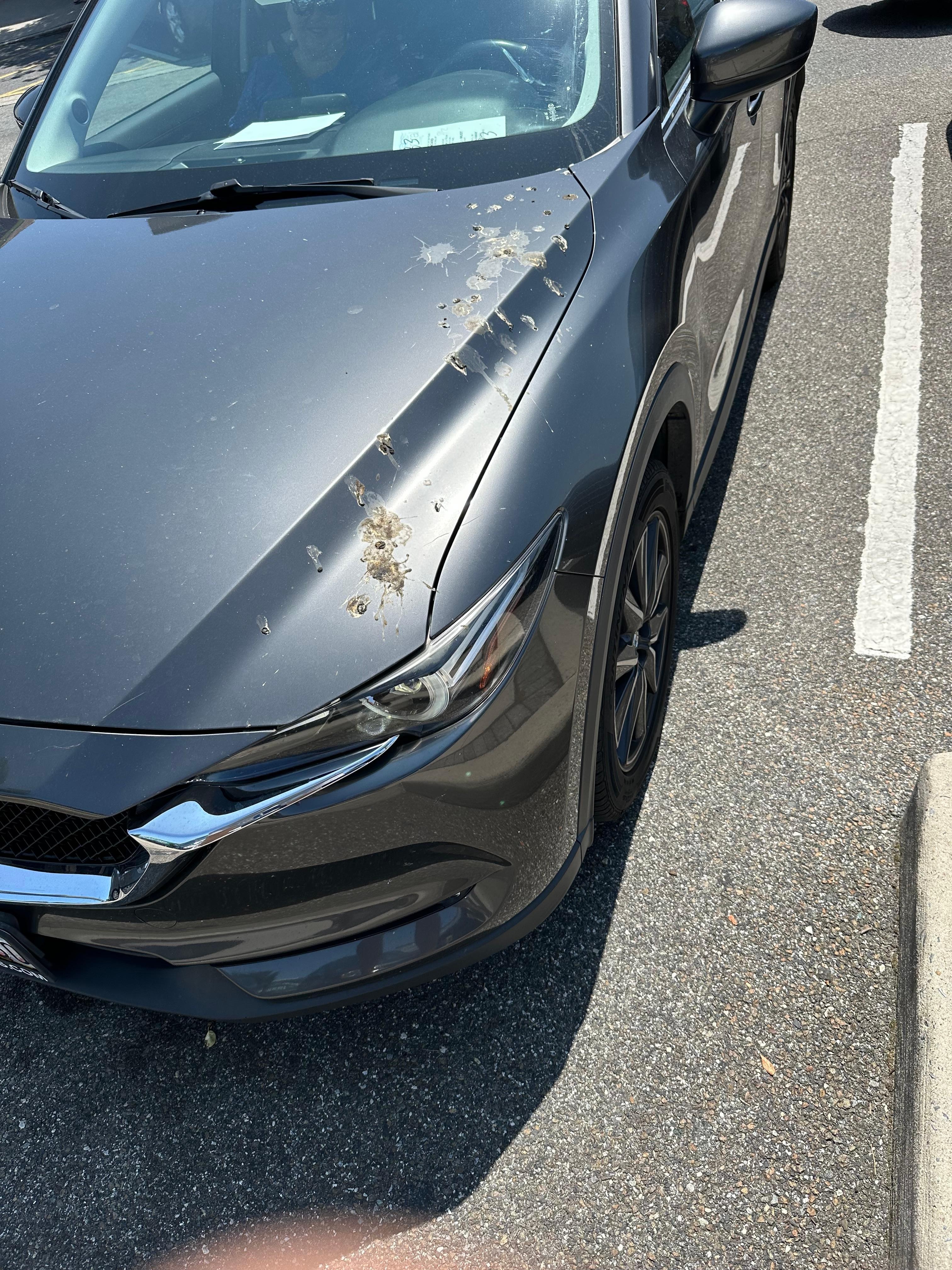 Heavy pigeon poop - picture doesn’t do it justice. 