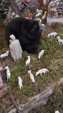Gatto nel Presepe