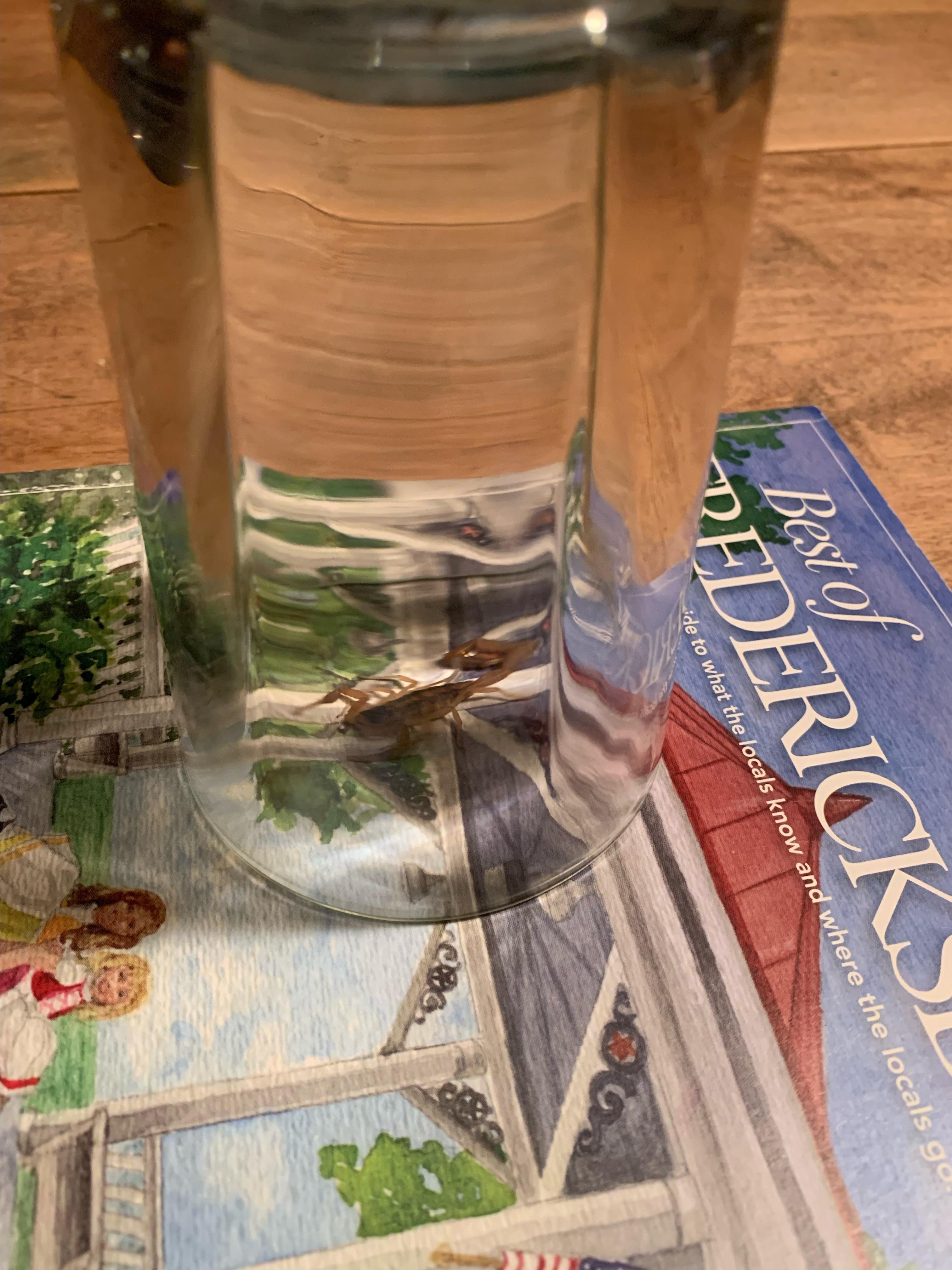 the scorpion we were able to capture using a magazine and a drinking glass.