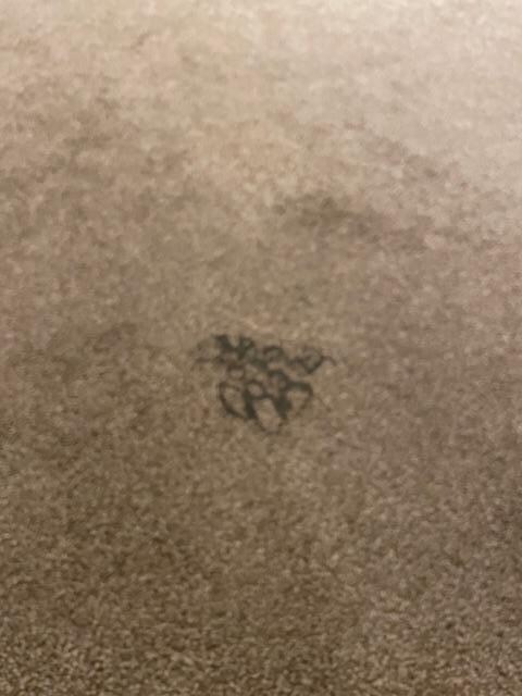 Large stain the middle of the carpet
