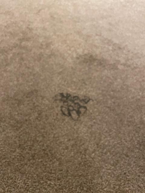 Large stain the middle of the carpet