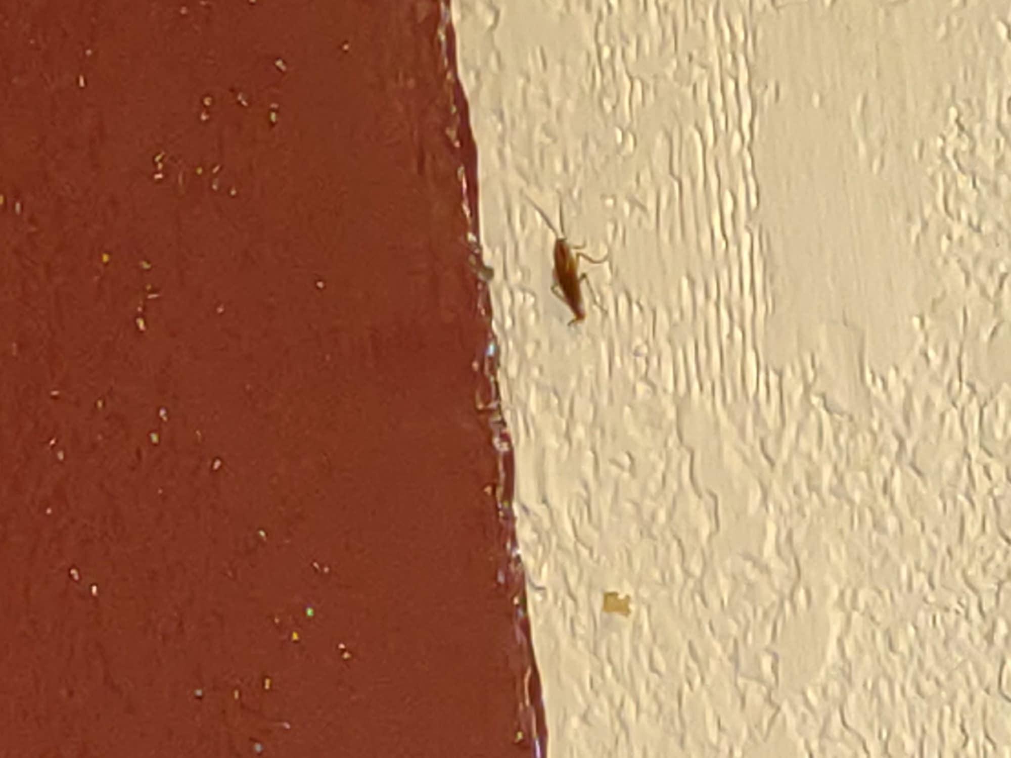 Roach on the wall of the room we stayed in.