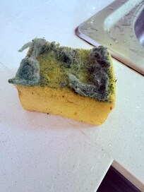 Kitchen sponge in self catering unit