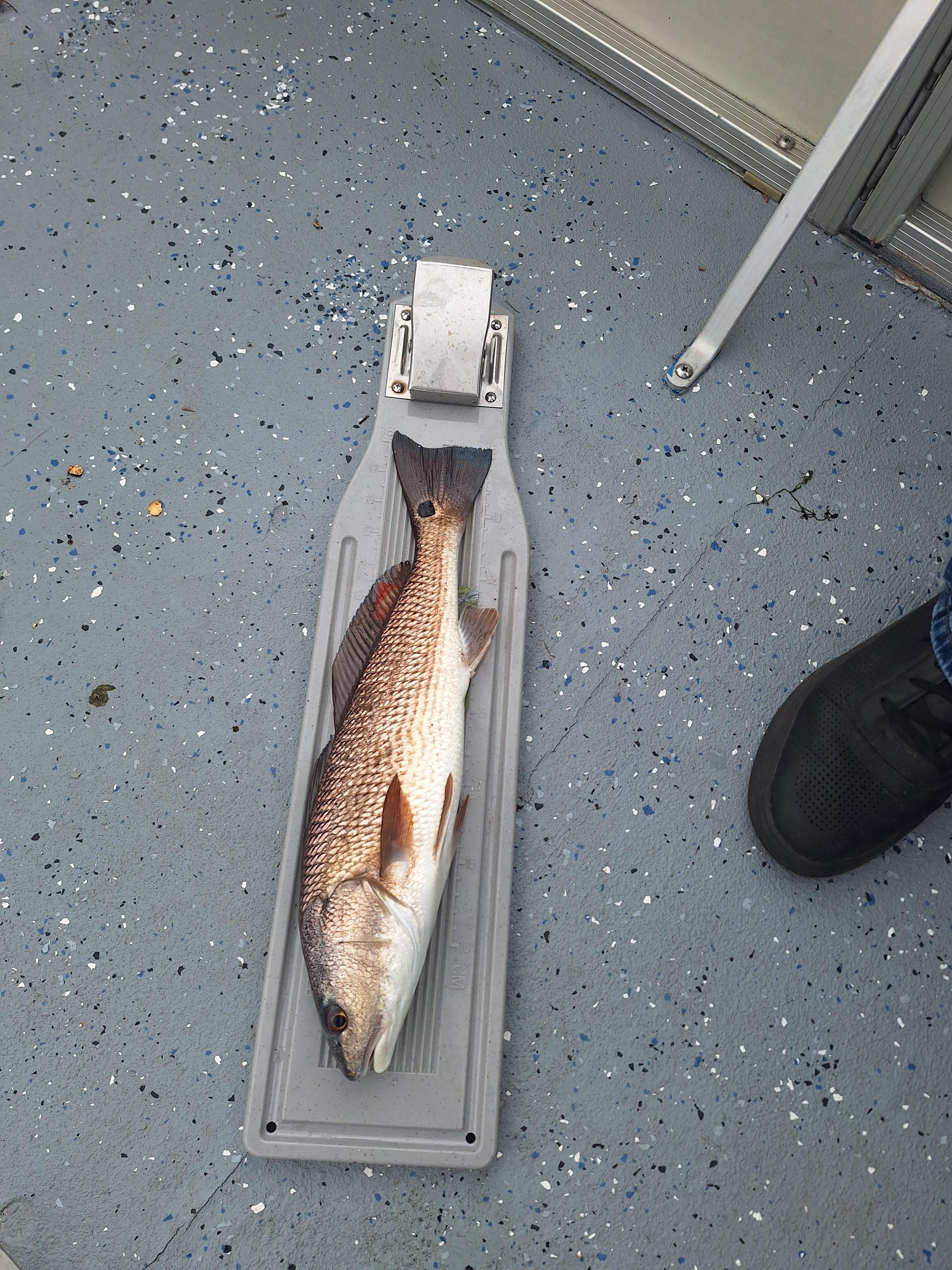 Fish were very active. He was a little short so he lived to see another day!