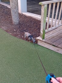 Potty area for your pup