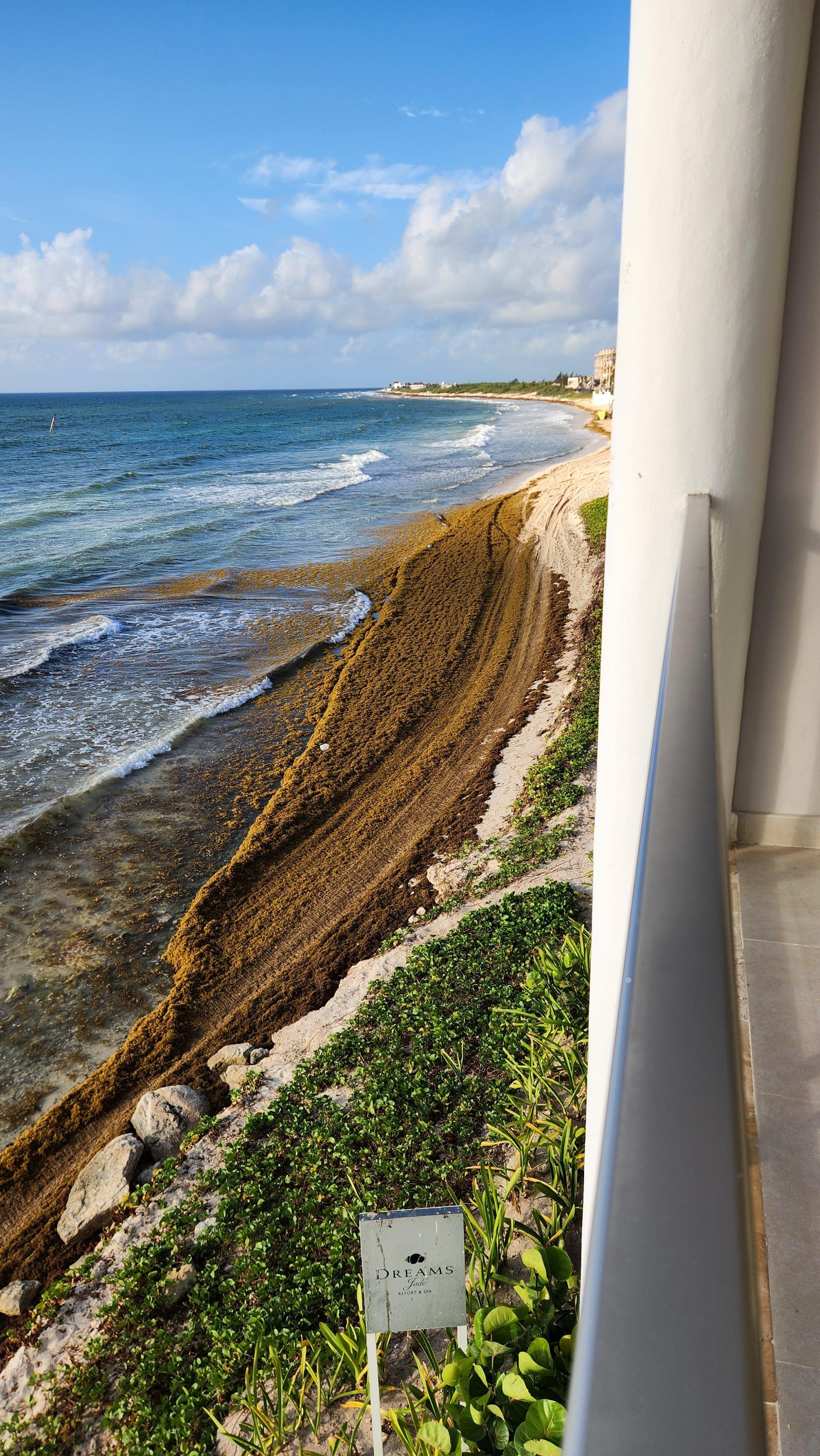 Piles of stinky seaweed lining the beah