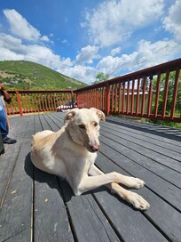 My puppy winslow enjoying the porch