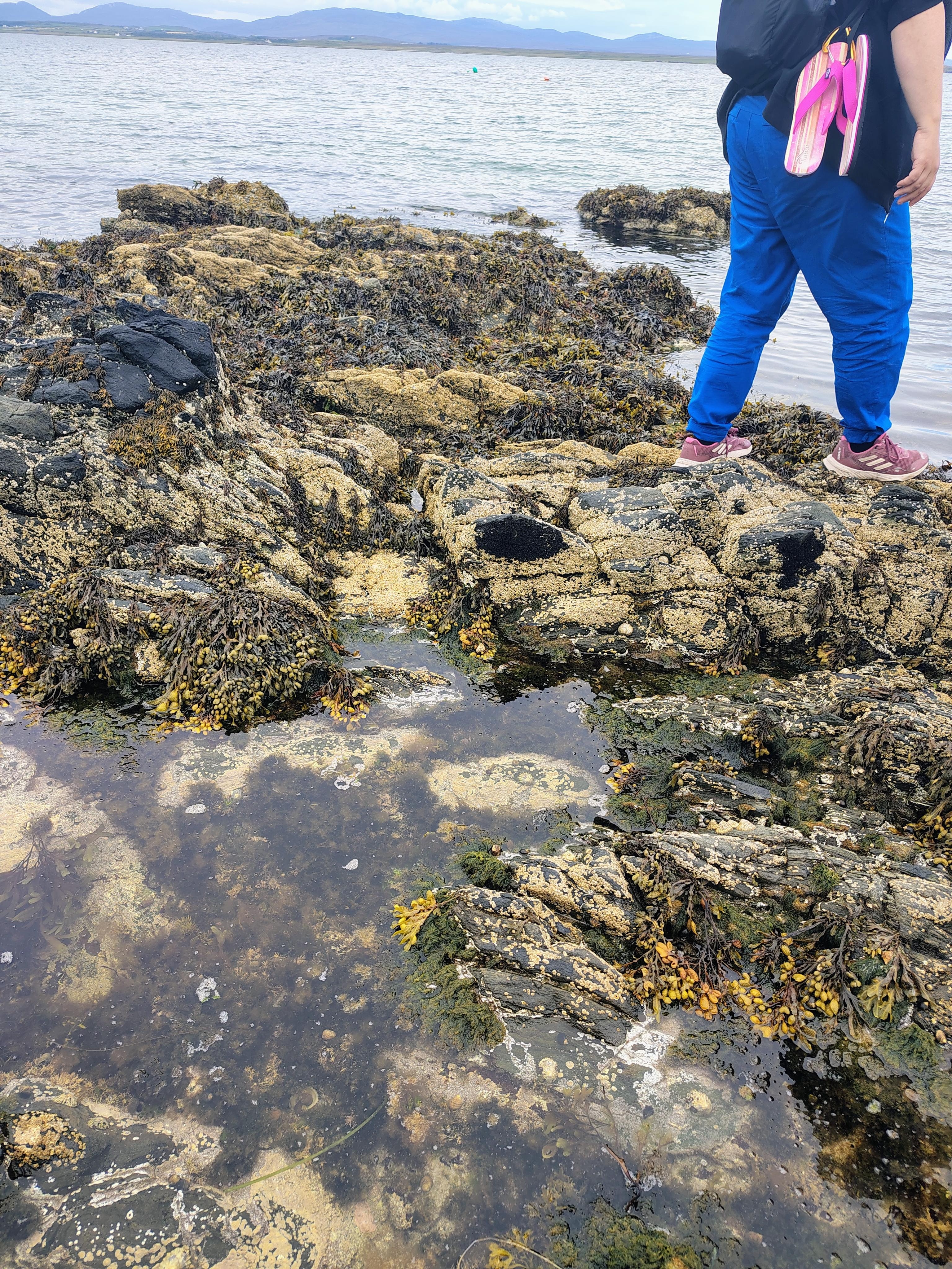 Tidal pools