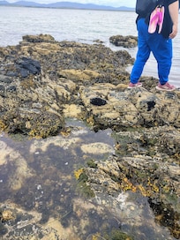 Tidal pools