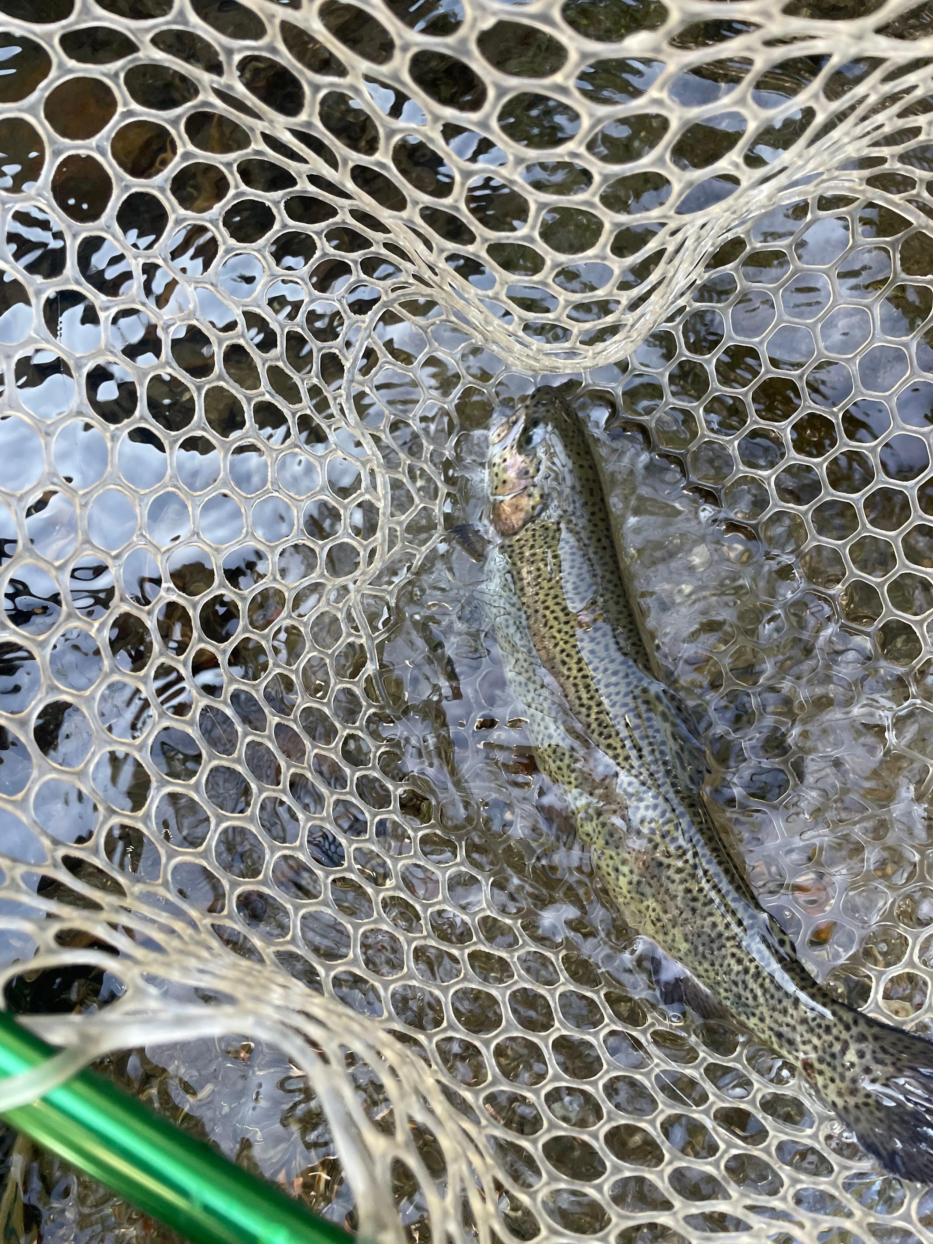 Great fly fishing on the Stanilaus!