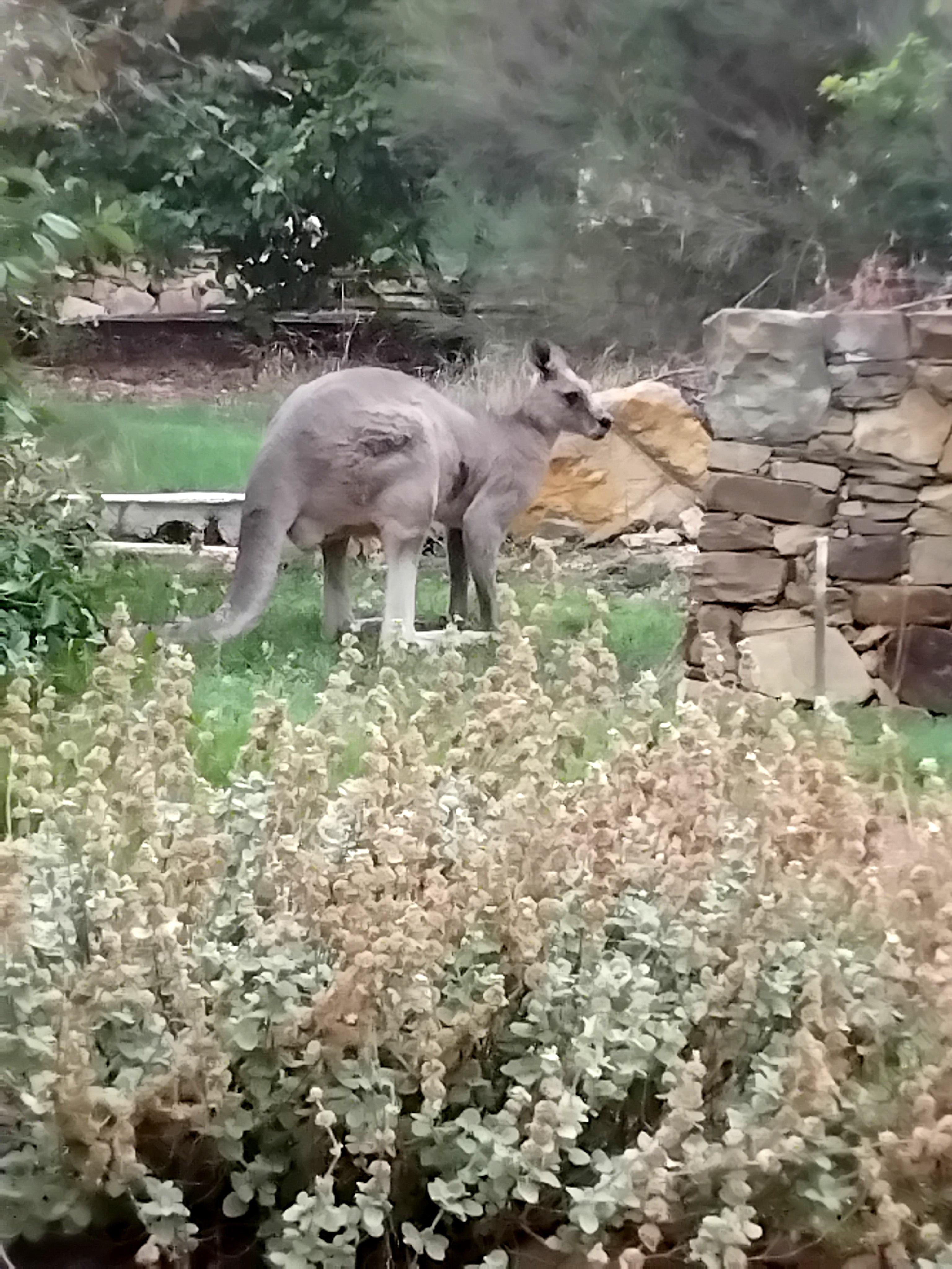 Early morning visitor to the rear garden.