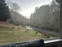 So many deer!