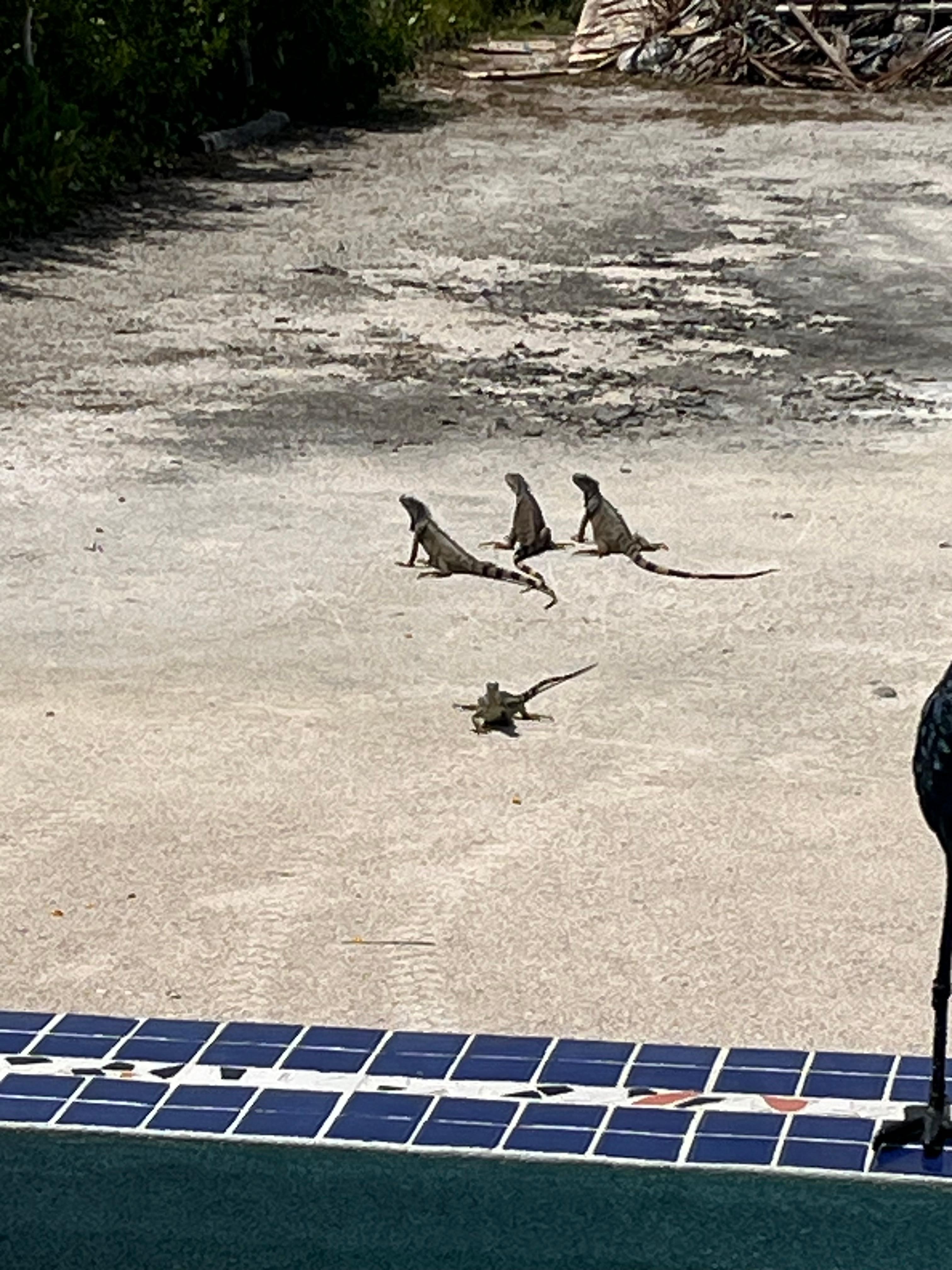 Some iguanas that kept us company. 