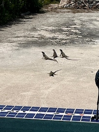 Some iguanas that kept us company.