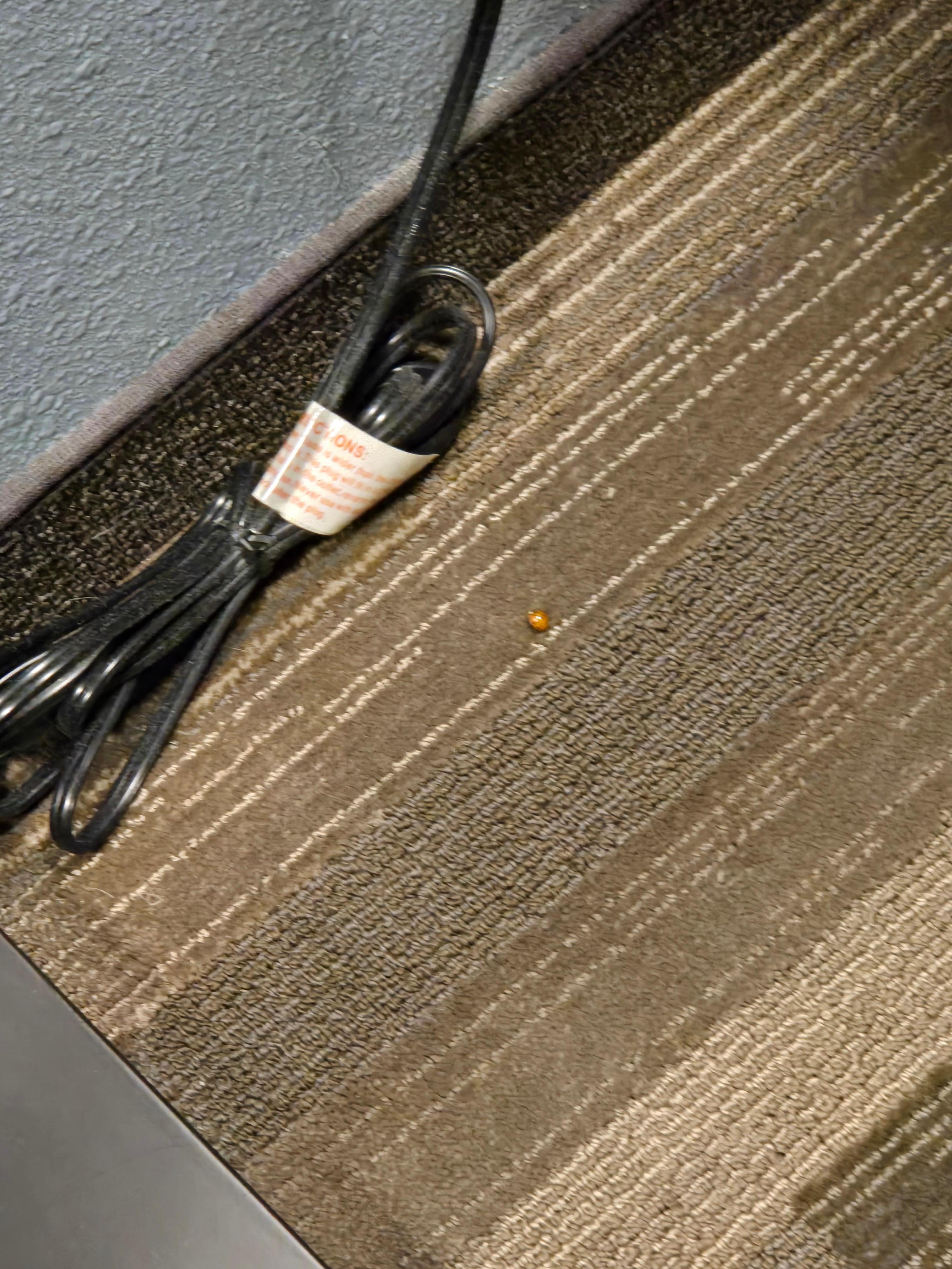 Ladybugs on the carpet