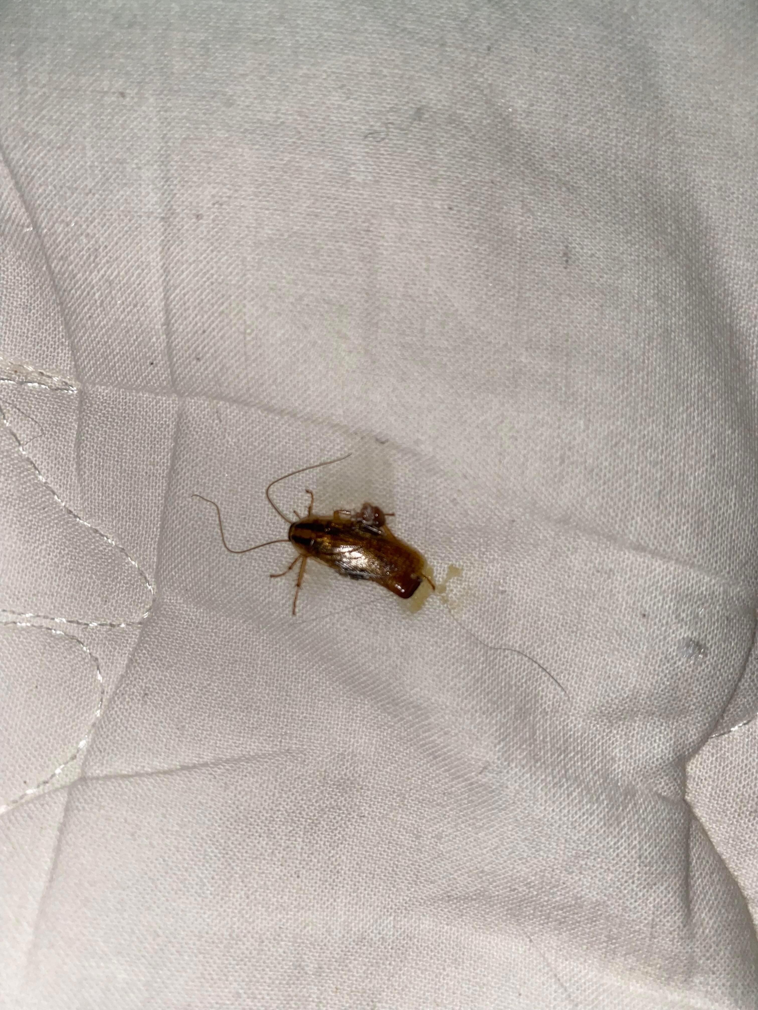 Roaches in my bed couldn’t enjoy stay left early due to roaches