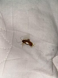 Roaches in my bed couldn’t enjoy stay left early due to roaches