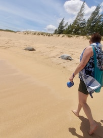 Turtles on the beach