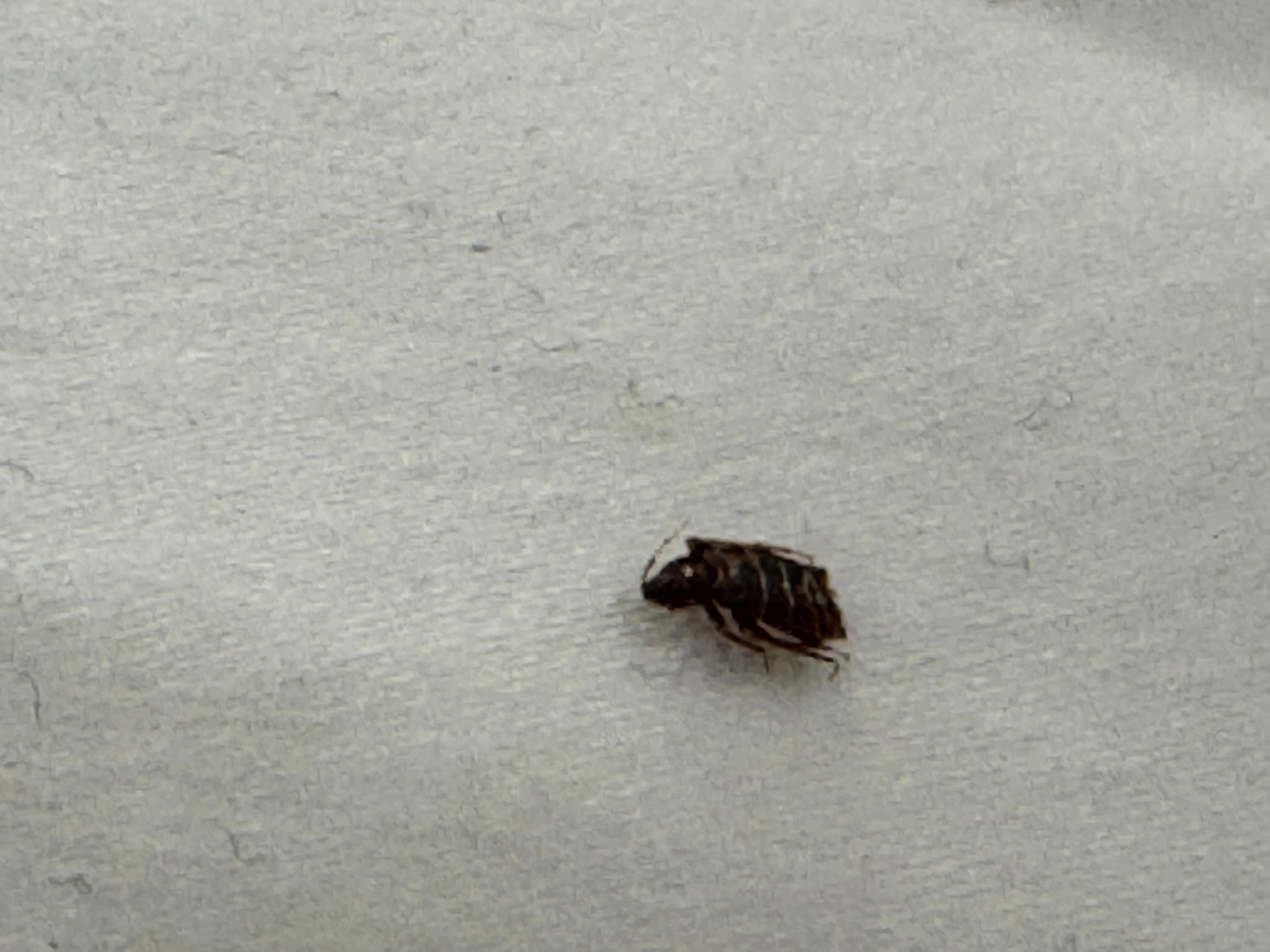 Dead large adult bedbug found under my pillow 🤮