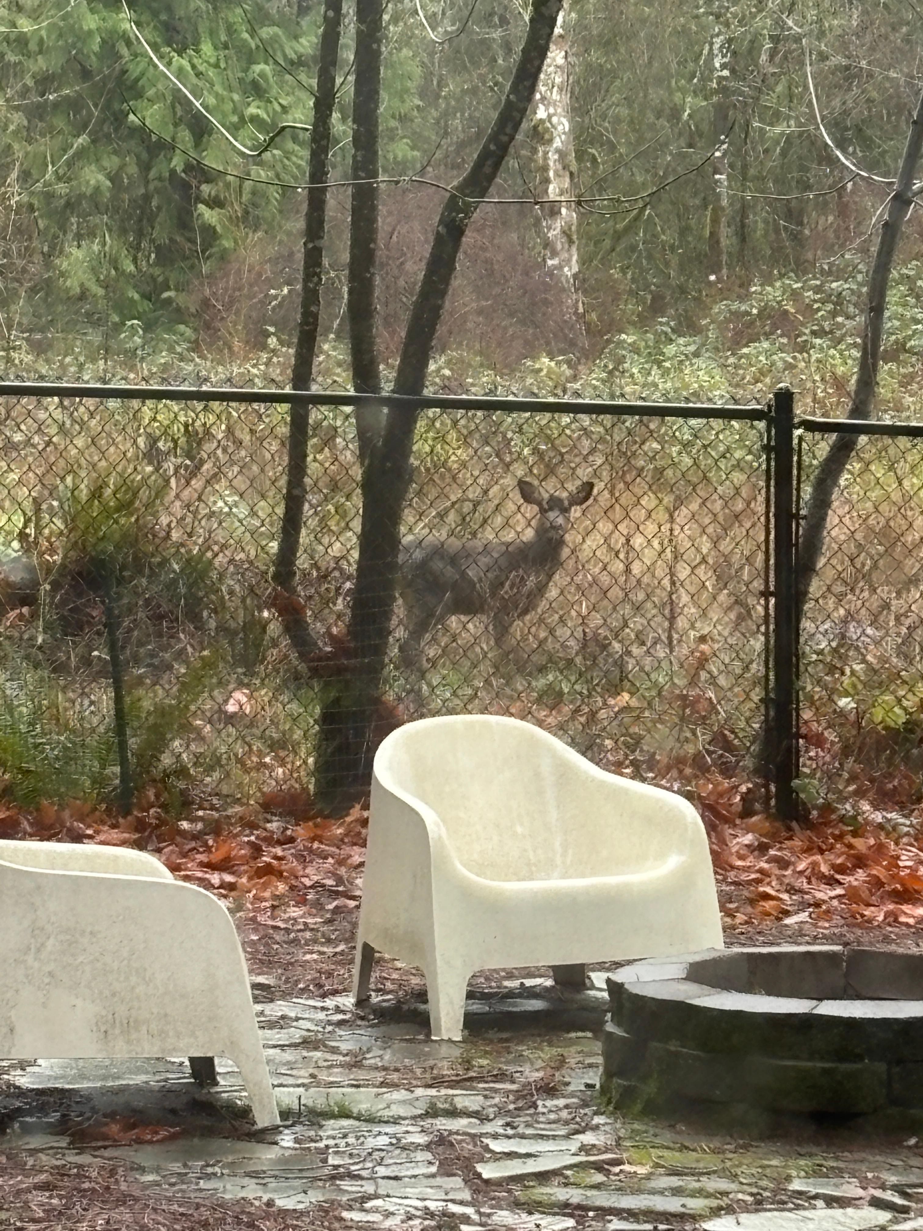 One of our inquisitive visitors. 