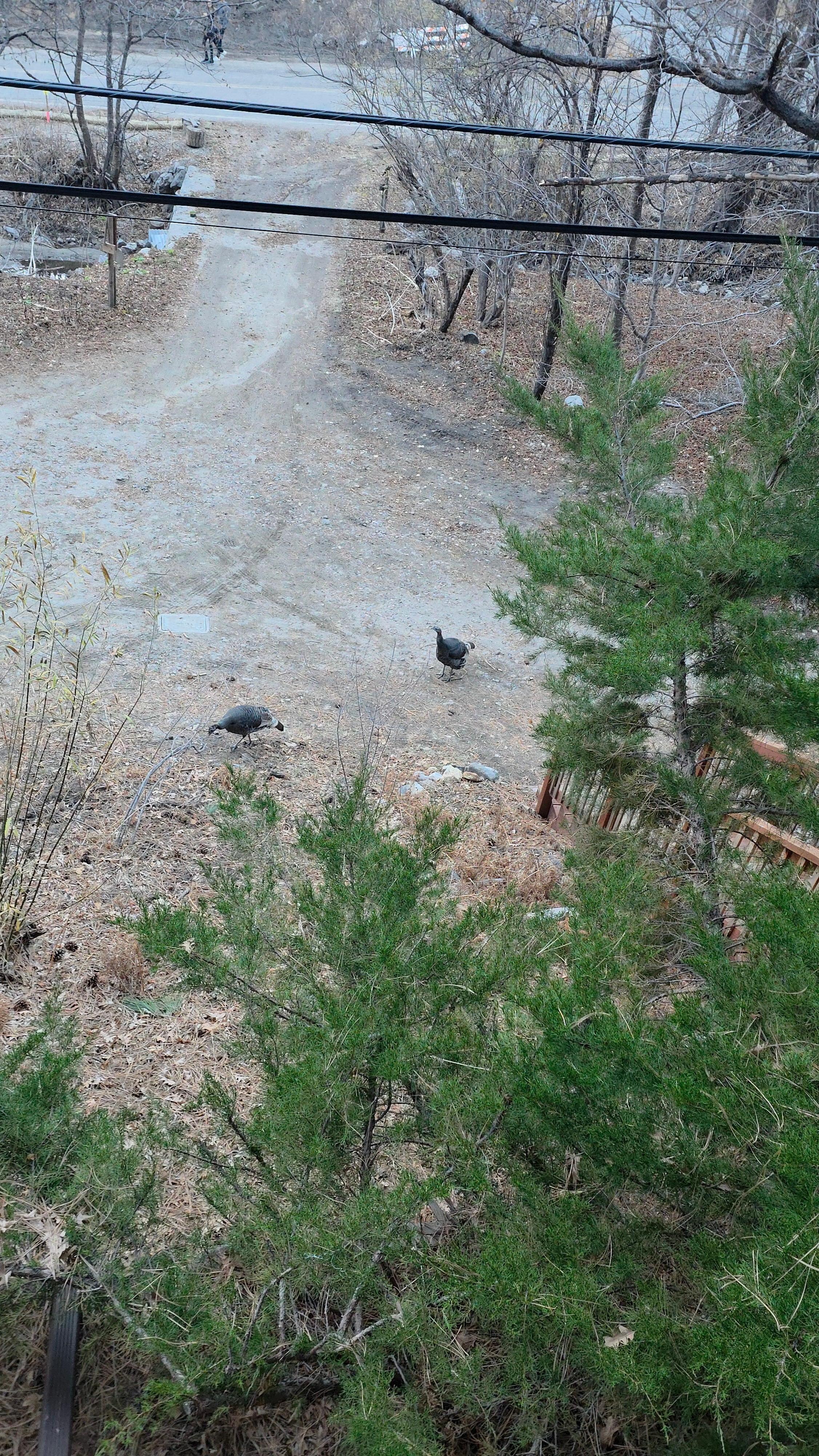 In the early morning they were some turkey that showed up in front on the cabin