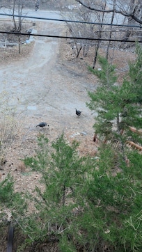 In the early morning they were some turkey that showed up in front on the cabin
