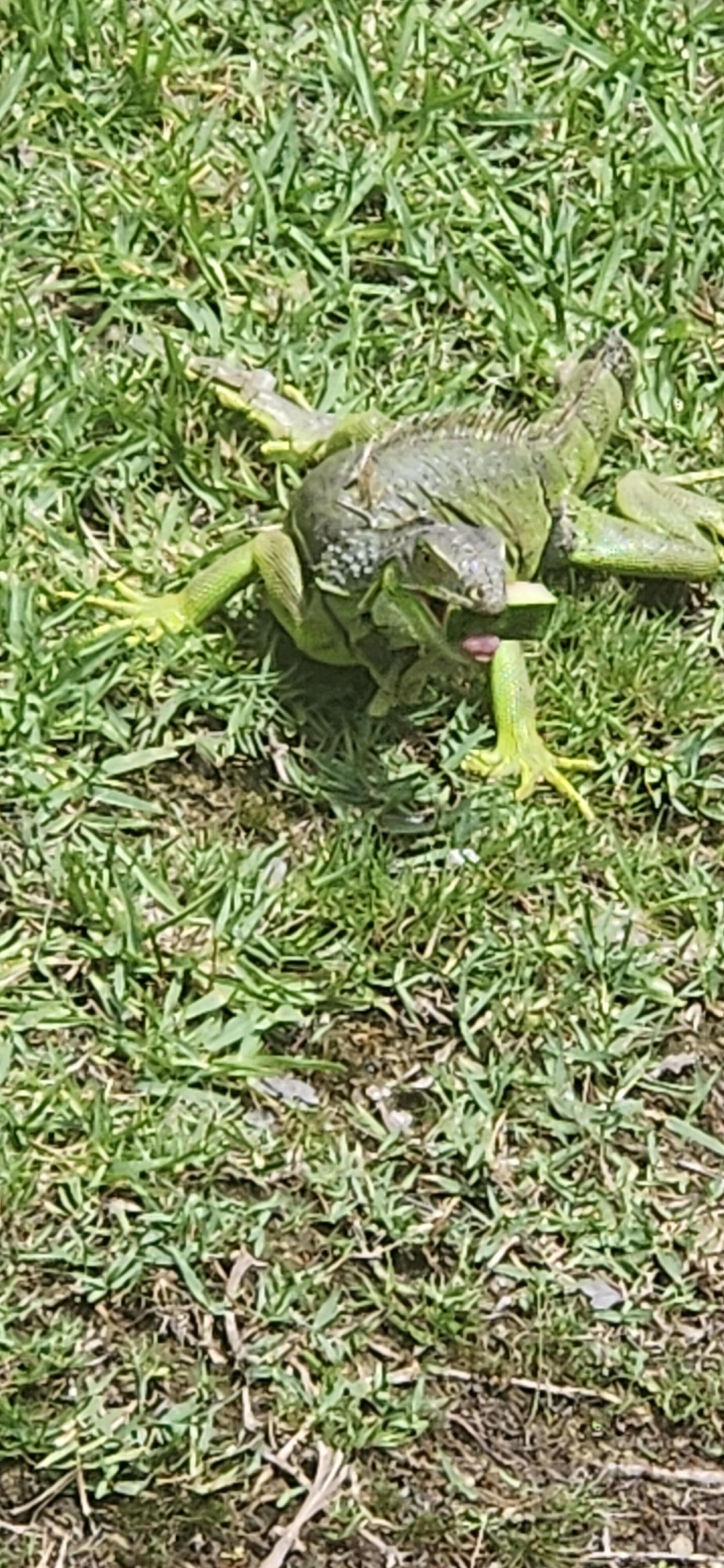 An iguana we spotted on the bridge on the property 