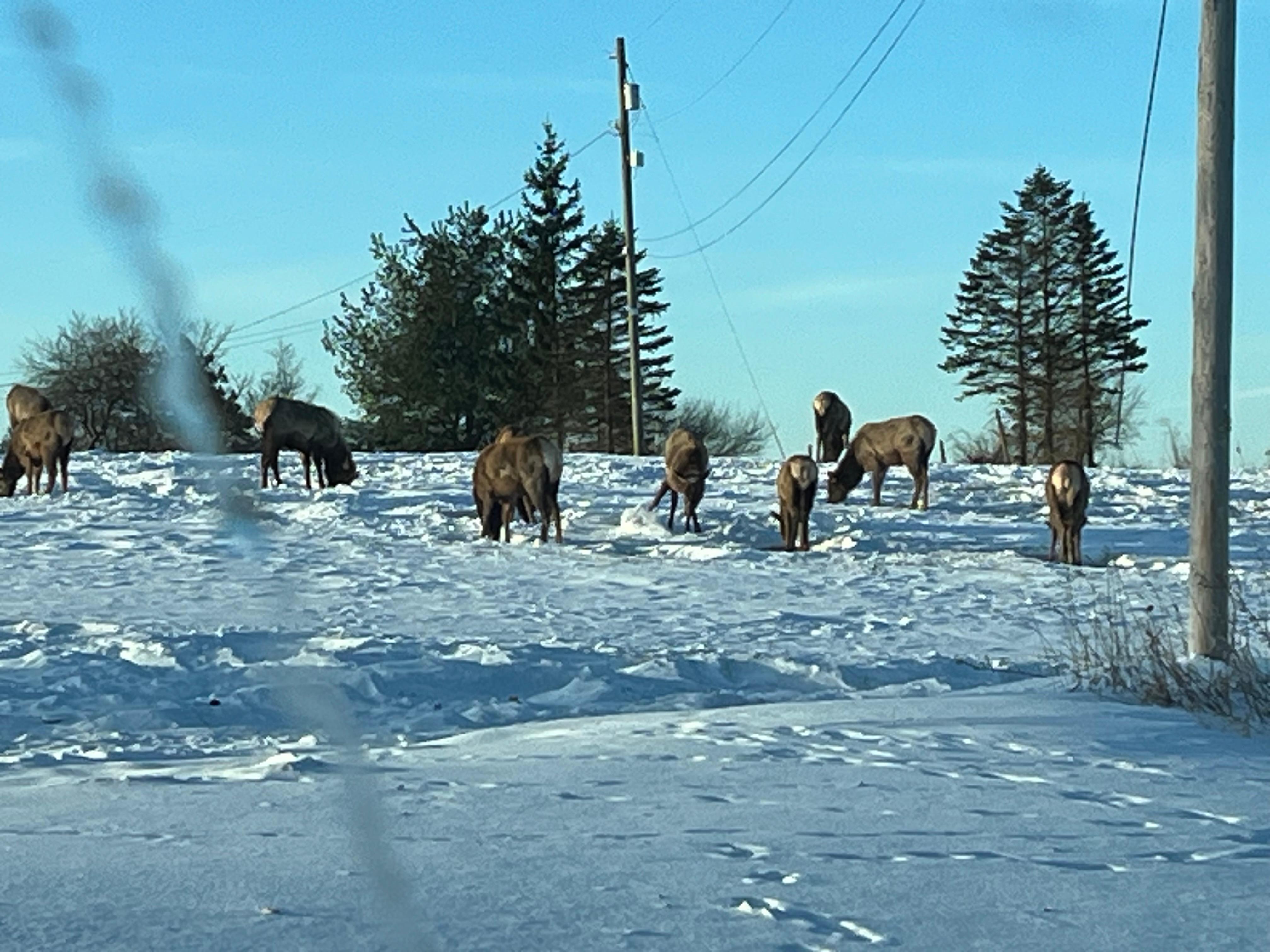 Elk herd was right across from the driveway where we stayed