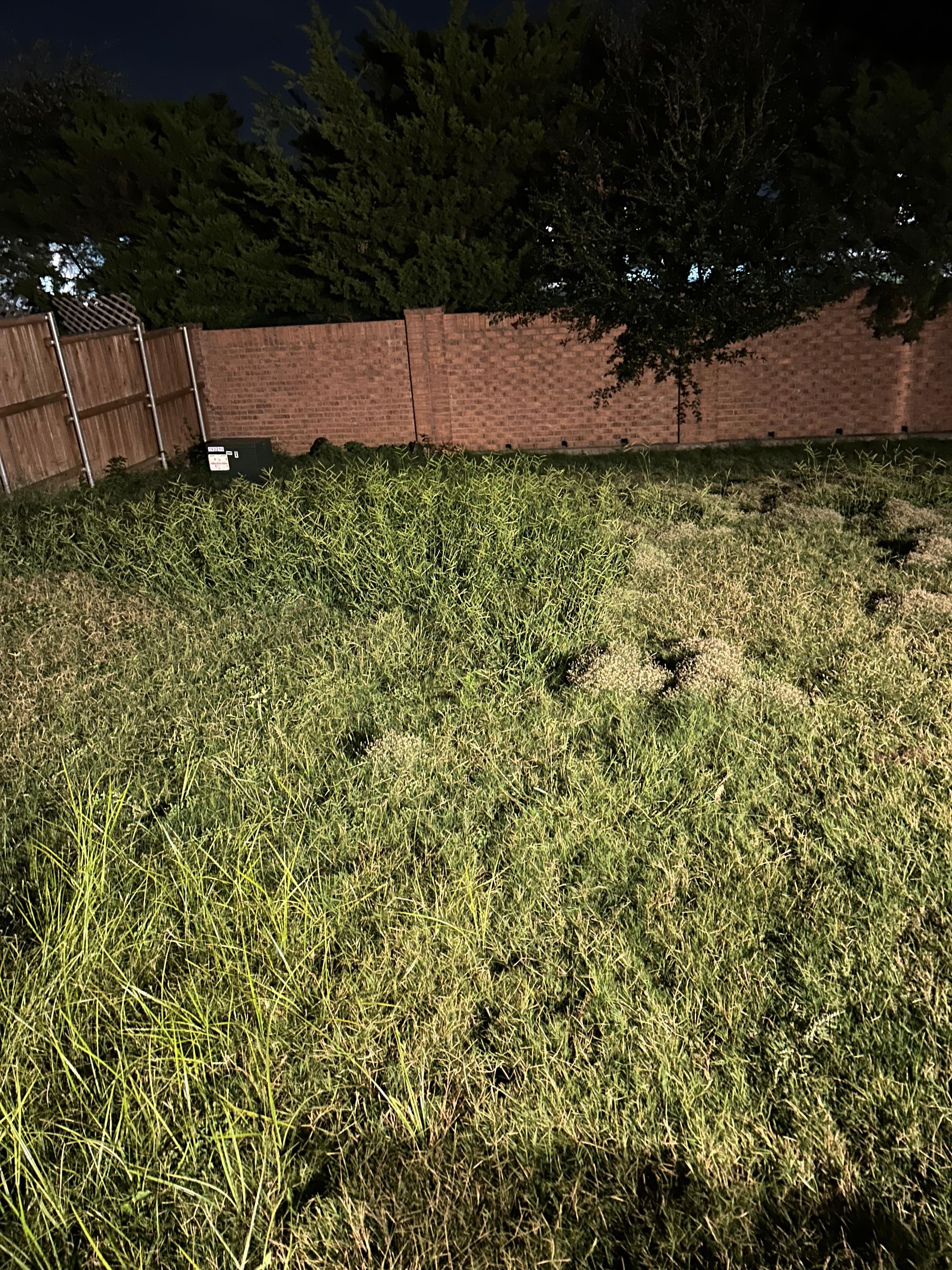 Yard needs a good mowing