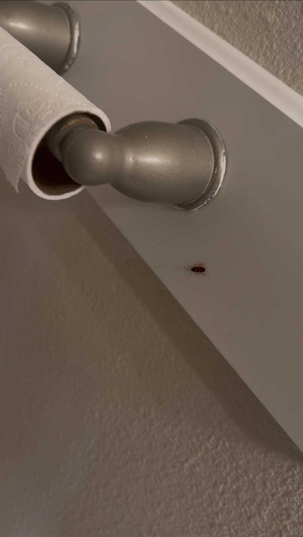Roach 3 in bathroom