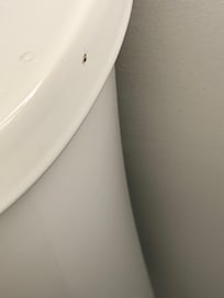 Bedbugs in the toilet