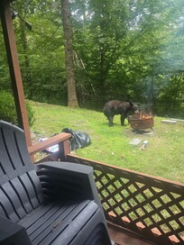 Debunked the myth about bears being scared of fire.