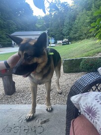 Super friendly pups on property will come give kisses while you relax on the porch