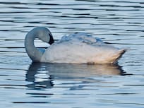 Swan at Hiram Rd. Pond