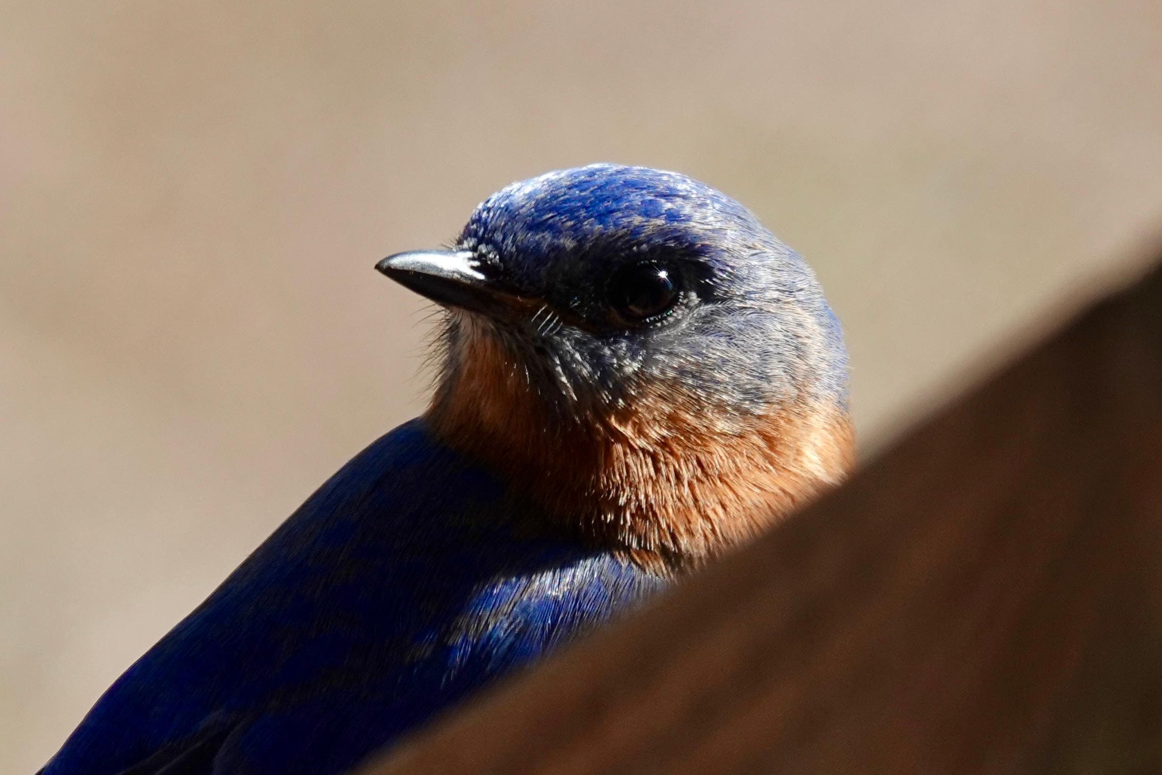 Bluebird on the porch