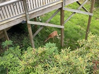Lots of deer wondering about!