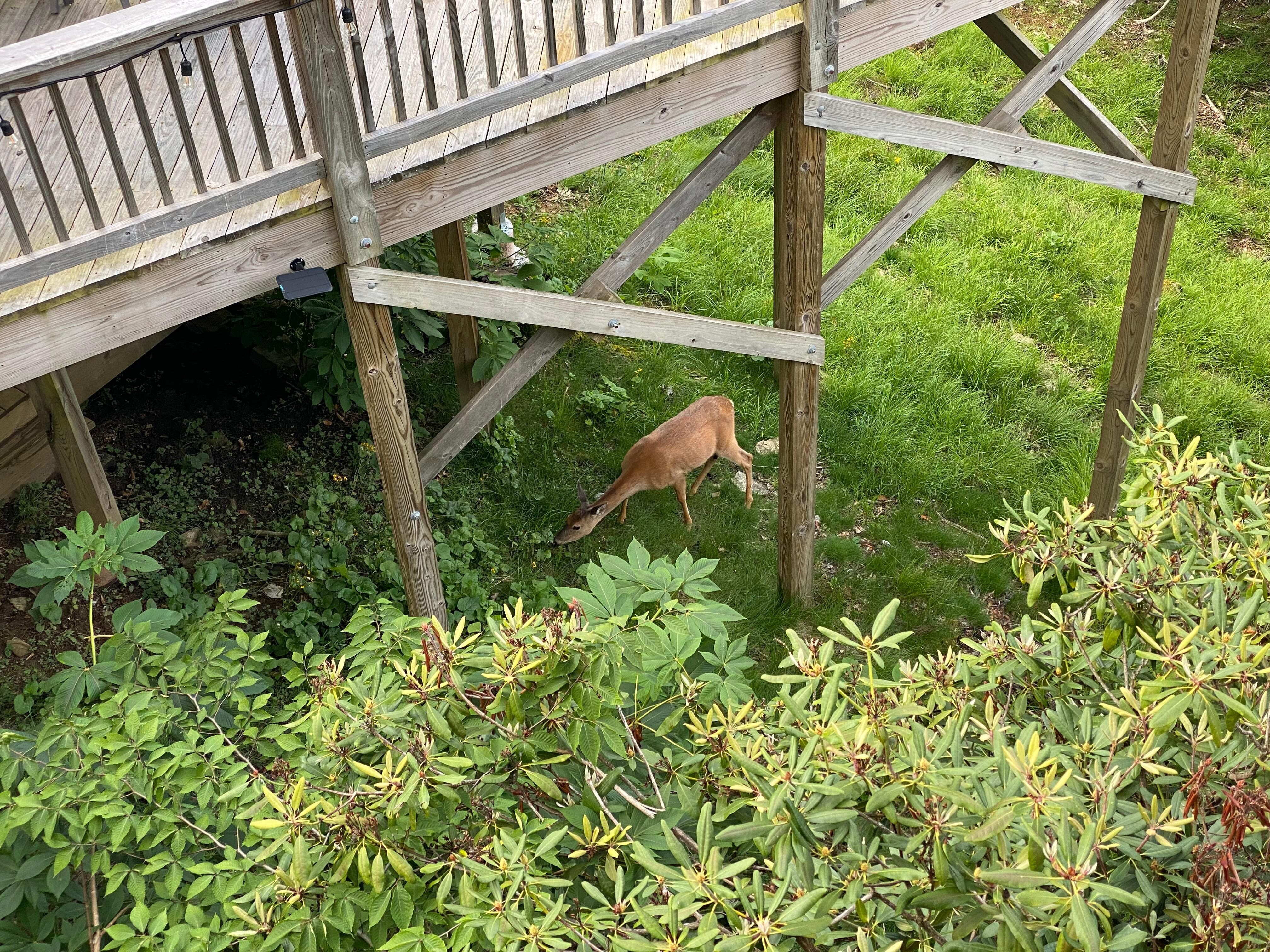 Lots of deer wondering about!