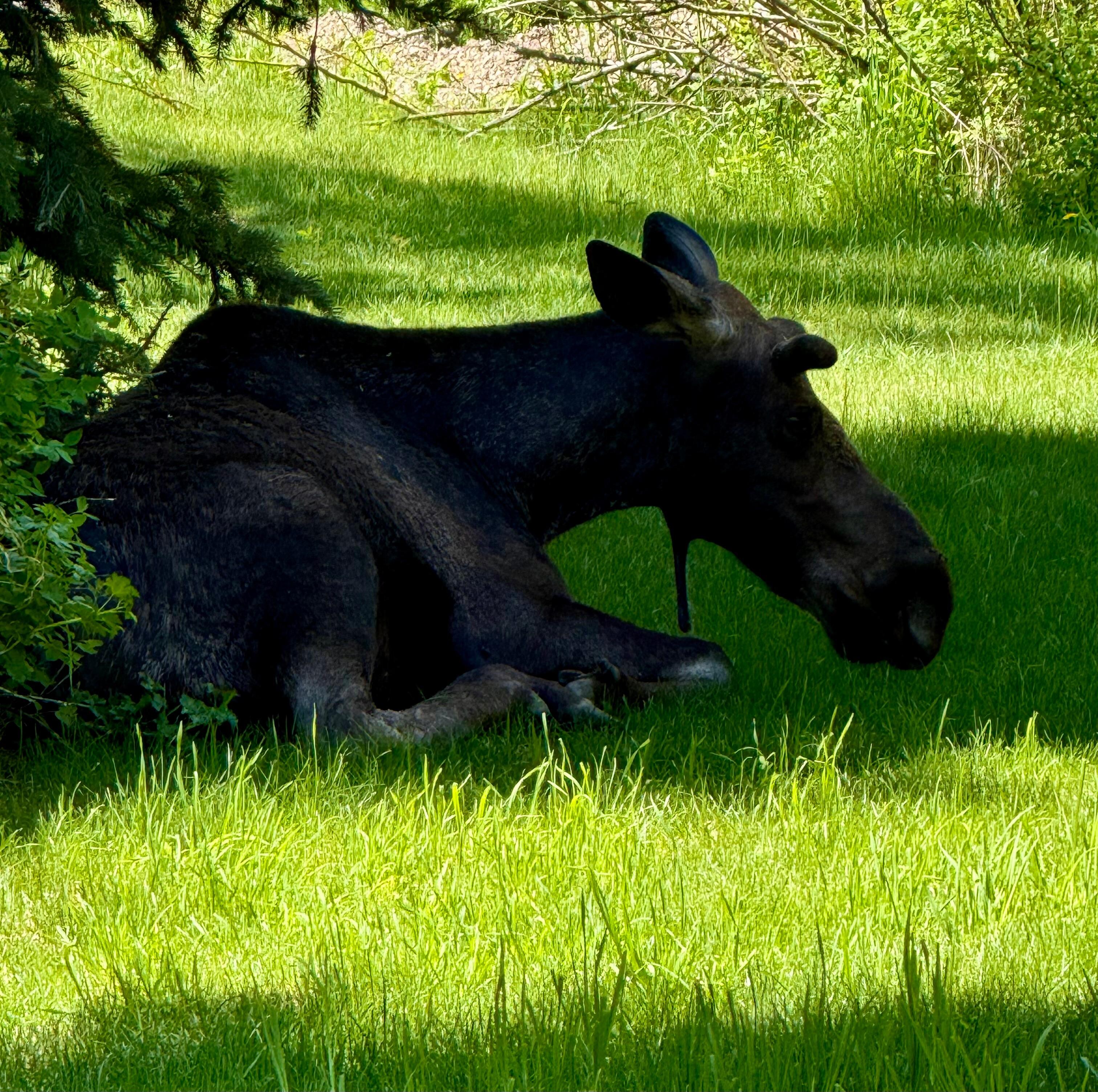 Moose in Aspens neighborhood 