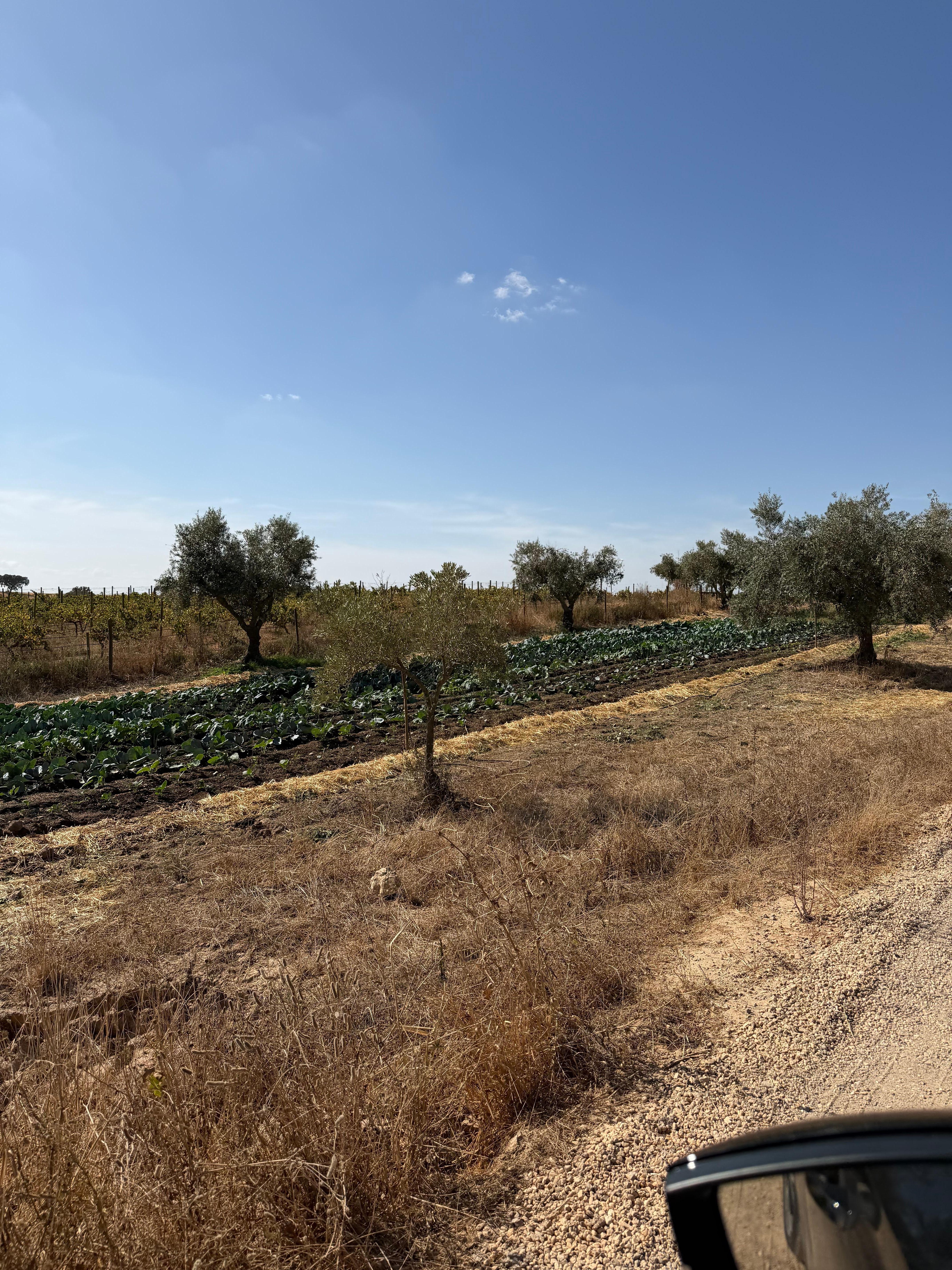 Umas das plantações dos
produtos que são servidos nas refeições 