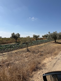Umas das plantações dos
produtos que são servidos nas refeições
