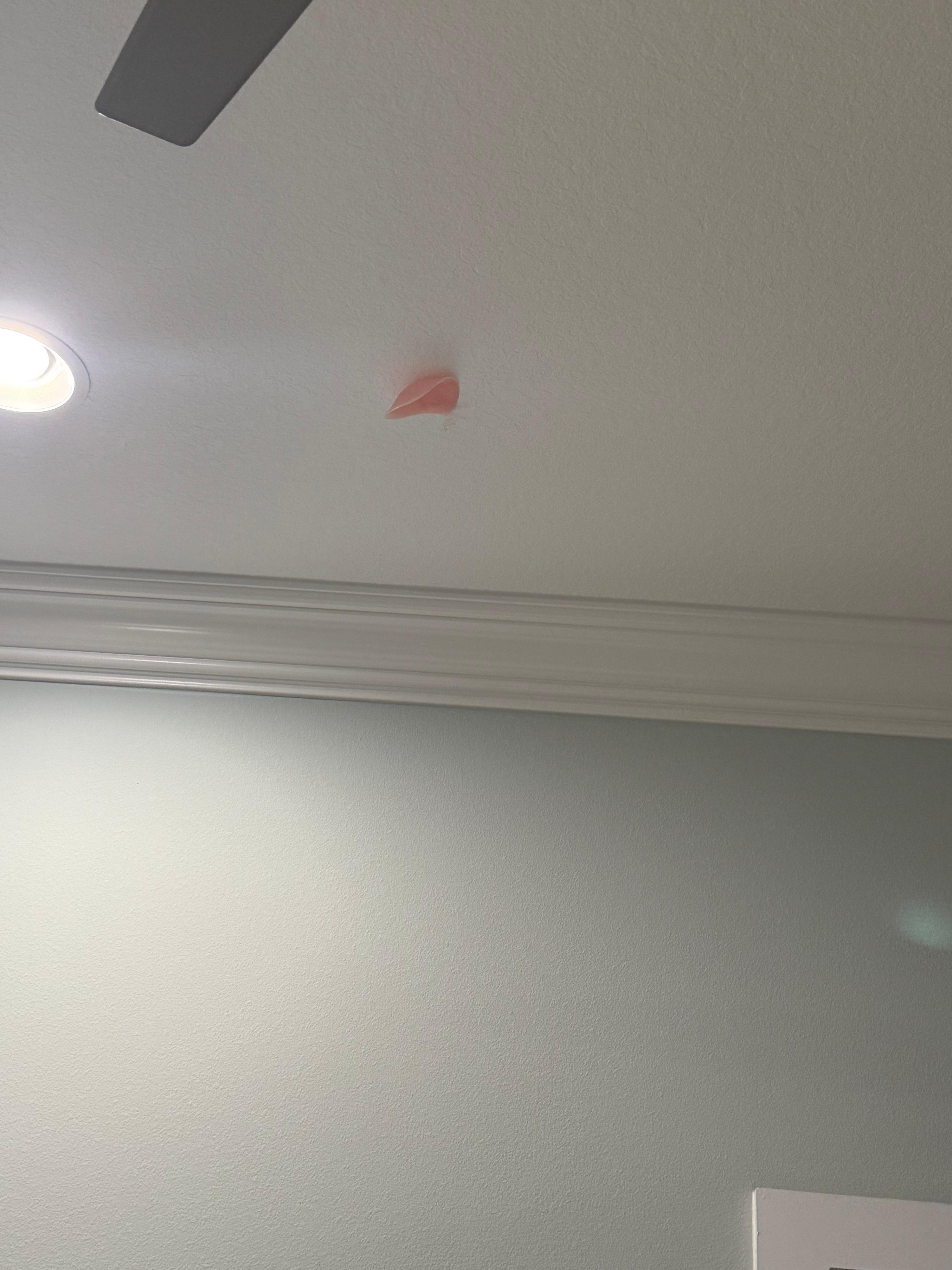 Sticky bra on ceiling 