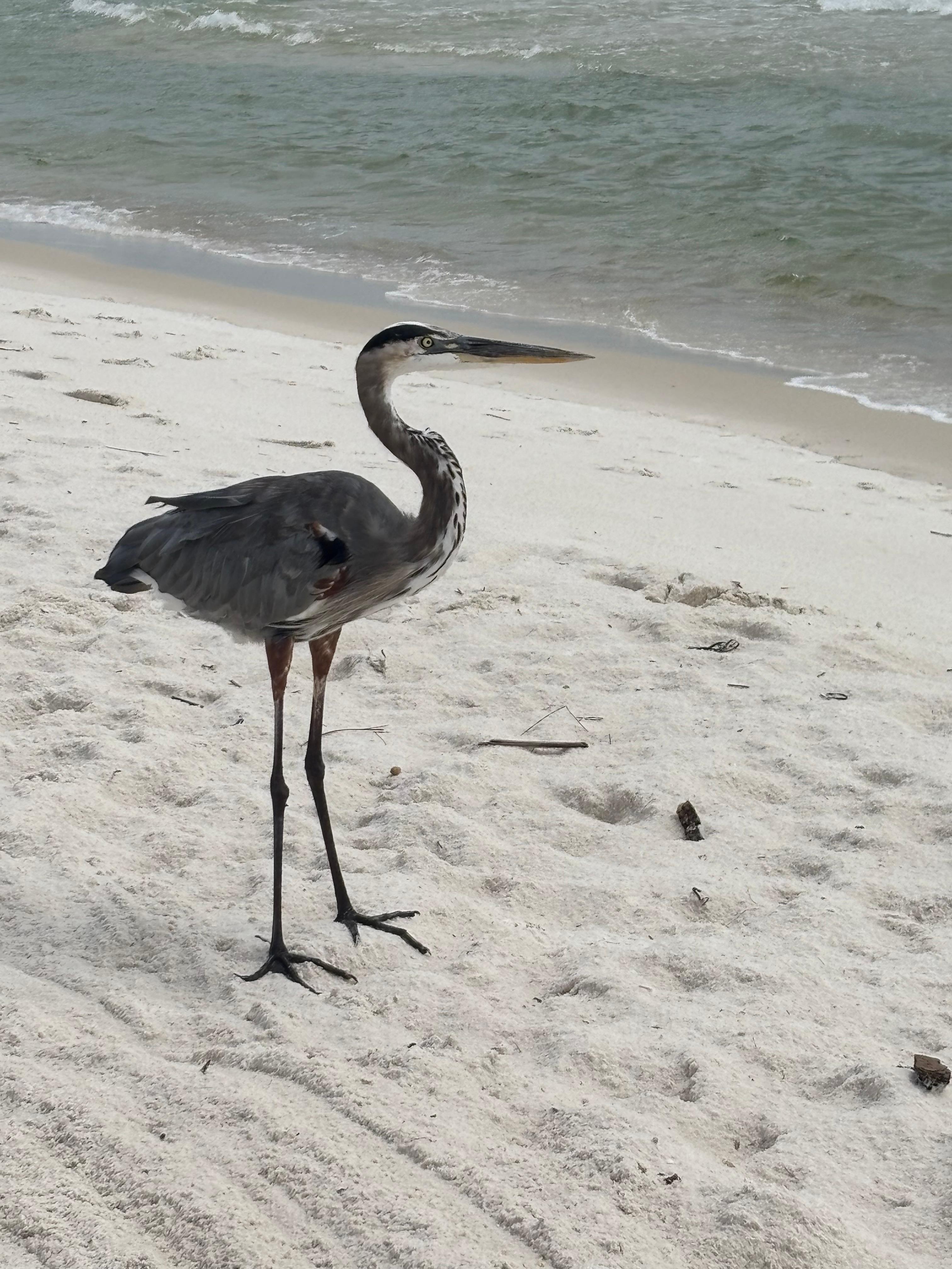 Our friend that hung out with us. 