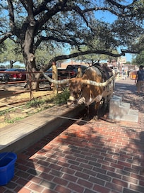 Beautiful Steer