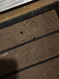 Bugs